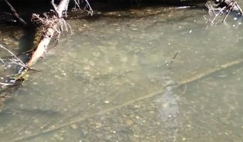 Bull trout feeding in the slower moving part of Fall...