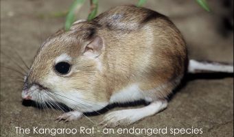 Ord&#039;s Kangaroo Rat - an endangered species