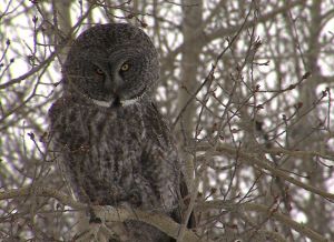 The Great Gray Owl - The largest of all North...