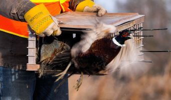 Since taking over the Alberta pheasant program a number of...