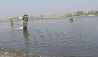 AEP staff working the seine net close to shore