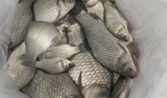 A batch of adult carp are harvested in deeper parts...