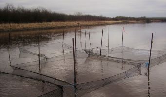 Walleye hatchery nets on a nursery river