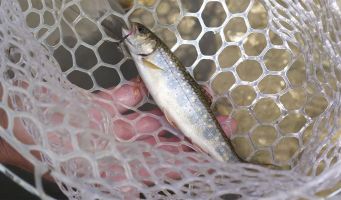 Brook Trout are a competing and introduced species on the...