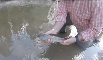 Large grayling about to be released