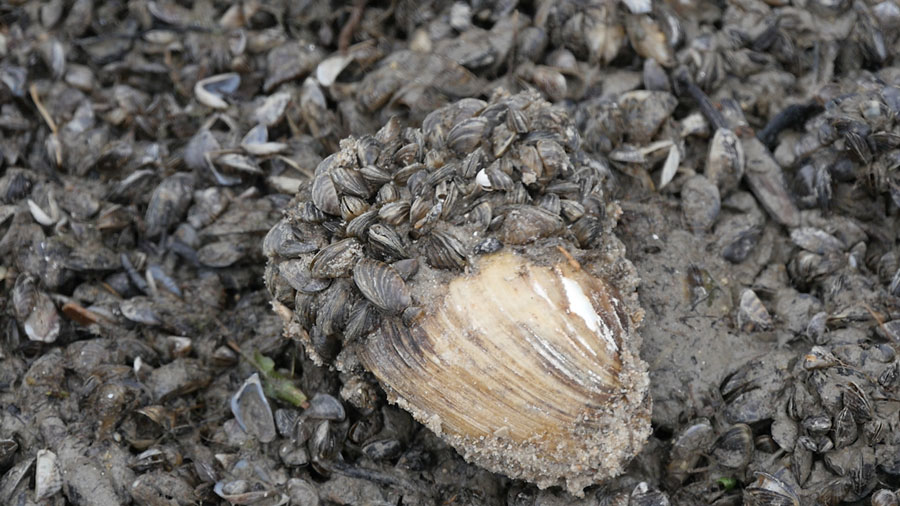 Zebra mussel infestation