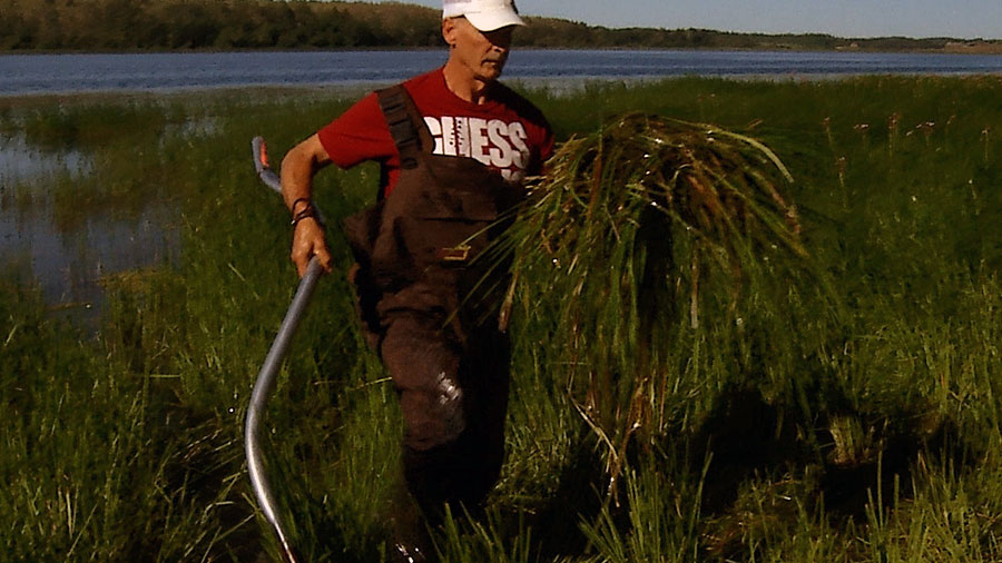 Flowering Rush removal by hand at Lake Isle