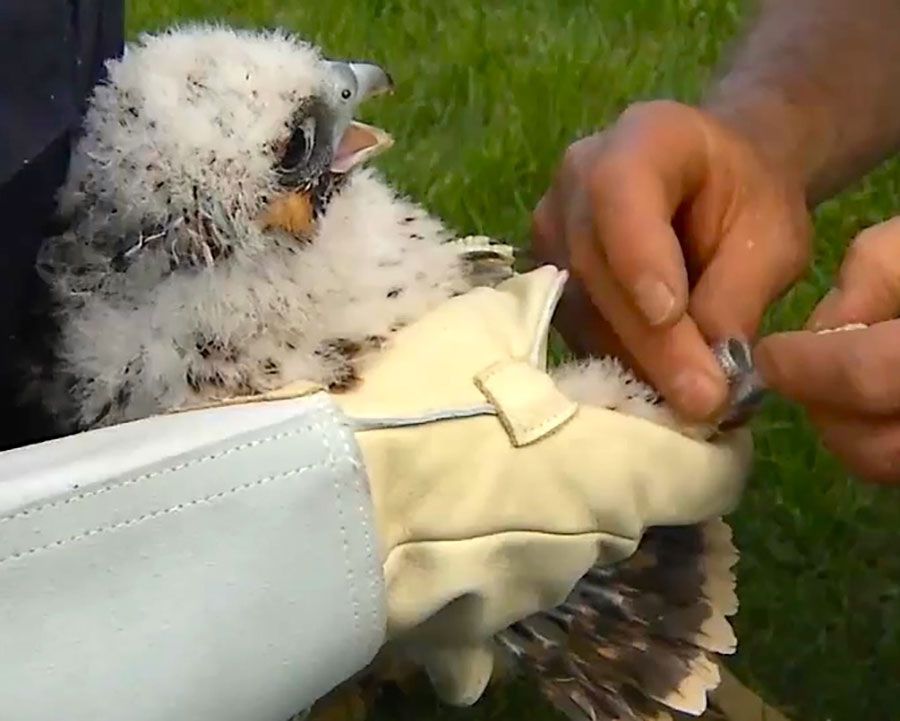 Banding a Perigrine Falcon chick