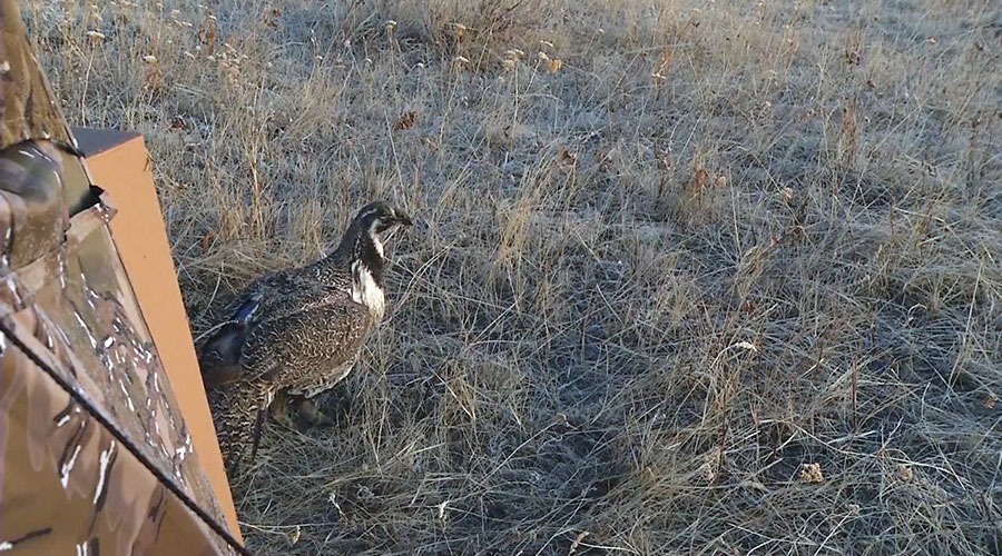 Tentative first steps to freedom of a Sage Grouse hen