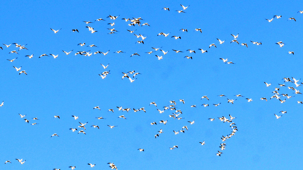 Huge flock of Snow Geese