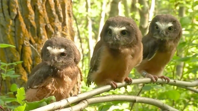 Saw-whet Owl chicks hang out on a branch after leg banding