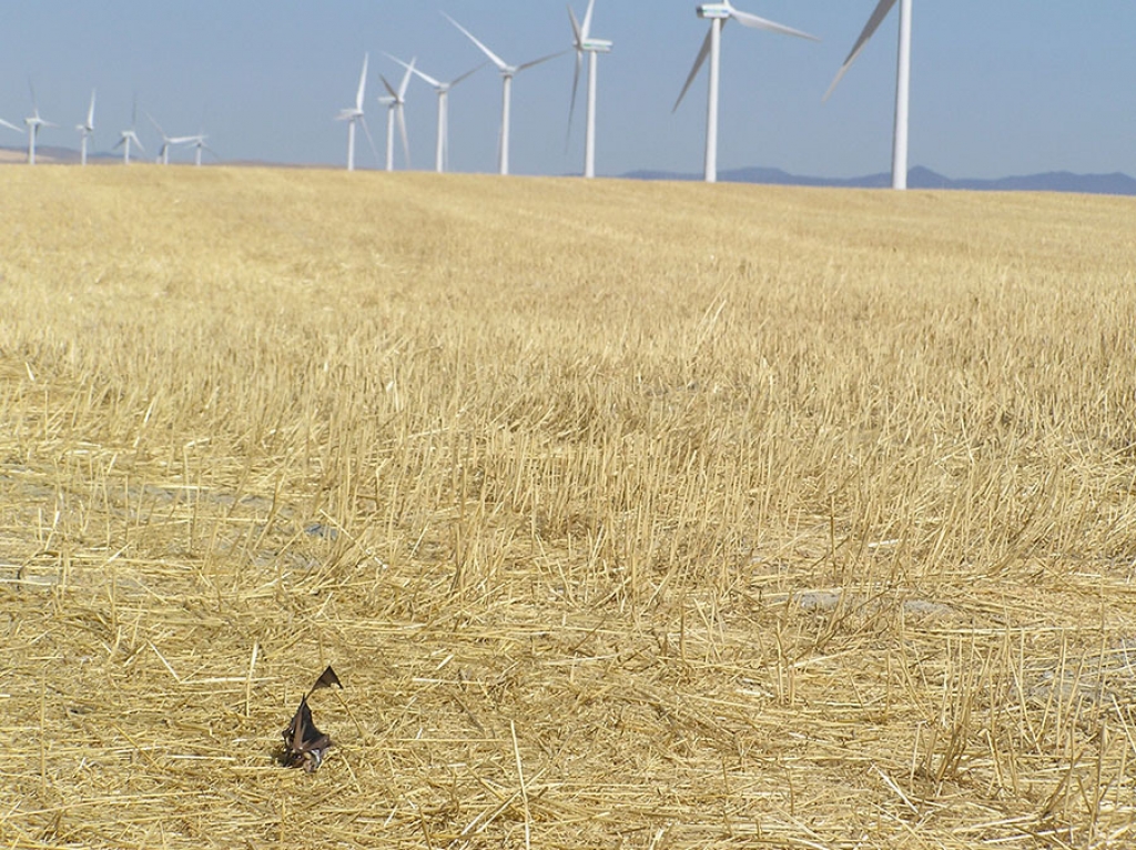 Wind turbines located along migratory paths of bats are having an impact on population numbers