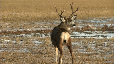 Chronic Wasting Disease continues to plague Alberta deer populations