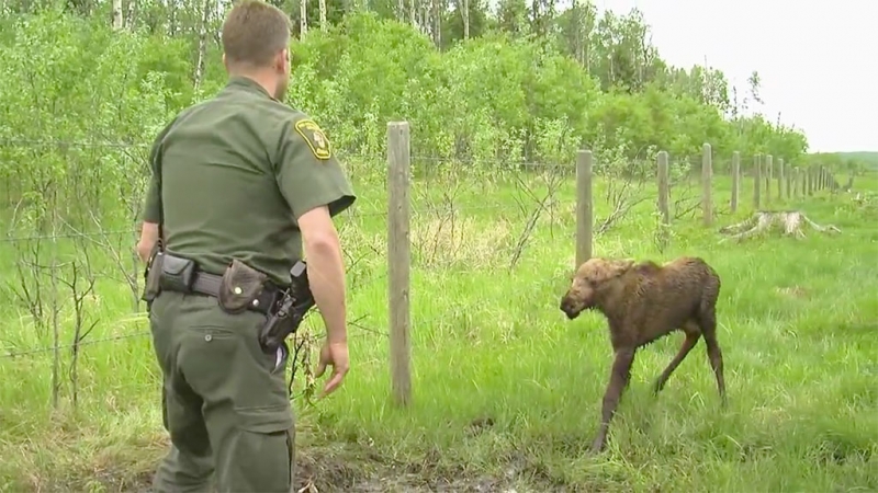 Moose calf rescued from barbed wire fence