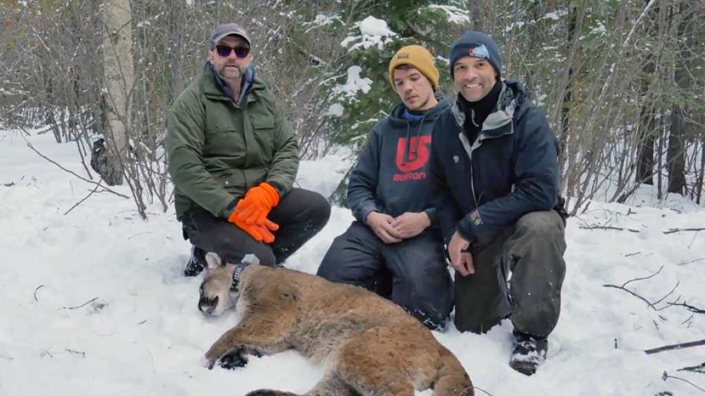 Provincial biologists with a tranquilized cougar and newly installed tracking collar