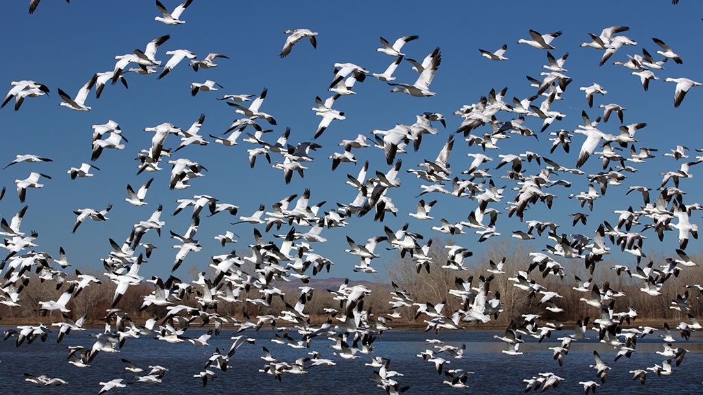 This Spring it’s expected millions of Lesser Snow Geese will be flying over Alberta on their way to Artic summer grounds