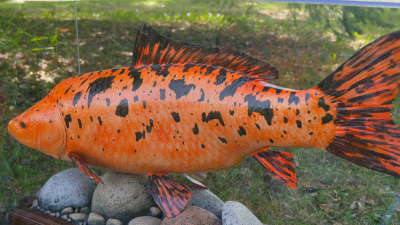 A coy fish dumped into a storm pond can grow to an extraordinary size, posing a serious threat to native fish species.