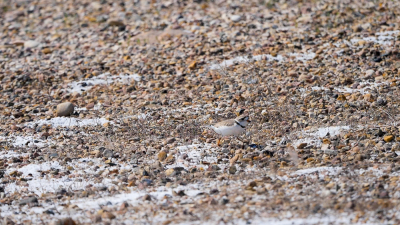 Alberta represents the outer range of the Piping Plover. Population numbers of this endangered shorebird can swing from as many as 300 to as few as a dozen.