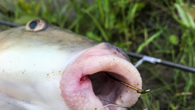 When it comes to angling for these fish beauty is in the eye of the angler.