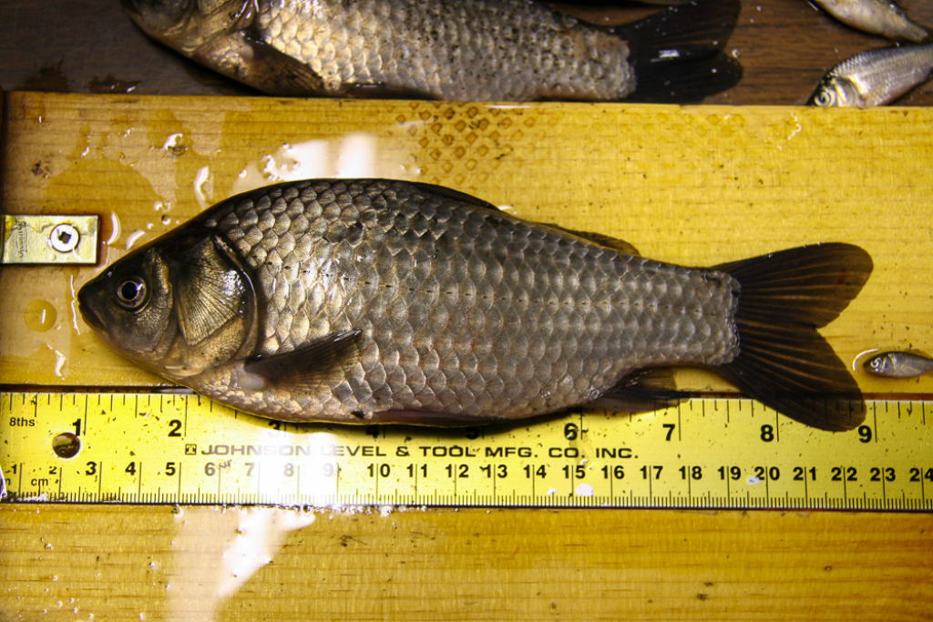 Prussian Carp pose a serious risk to our native fish populations. If you catch one kill it. Do not remove and place in another waterbody.