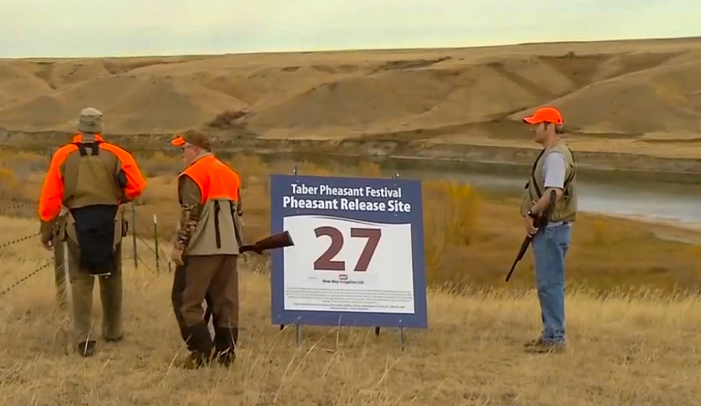 Over 800 hunters paid a visit to the Taber area this past fall to participate in the 9th annual Pheasant Festival. The 10th anniversary in 2020 promises to be a big event, according to the head of the Alberta Conservation Association Todd Zimmerling.