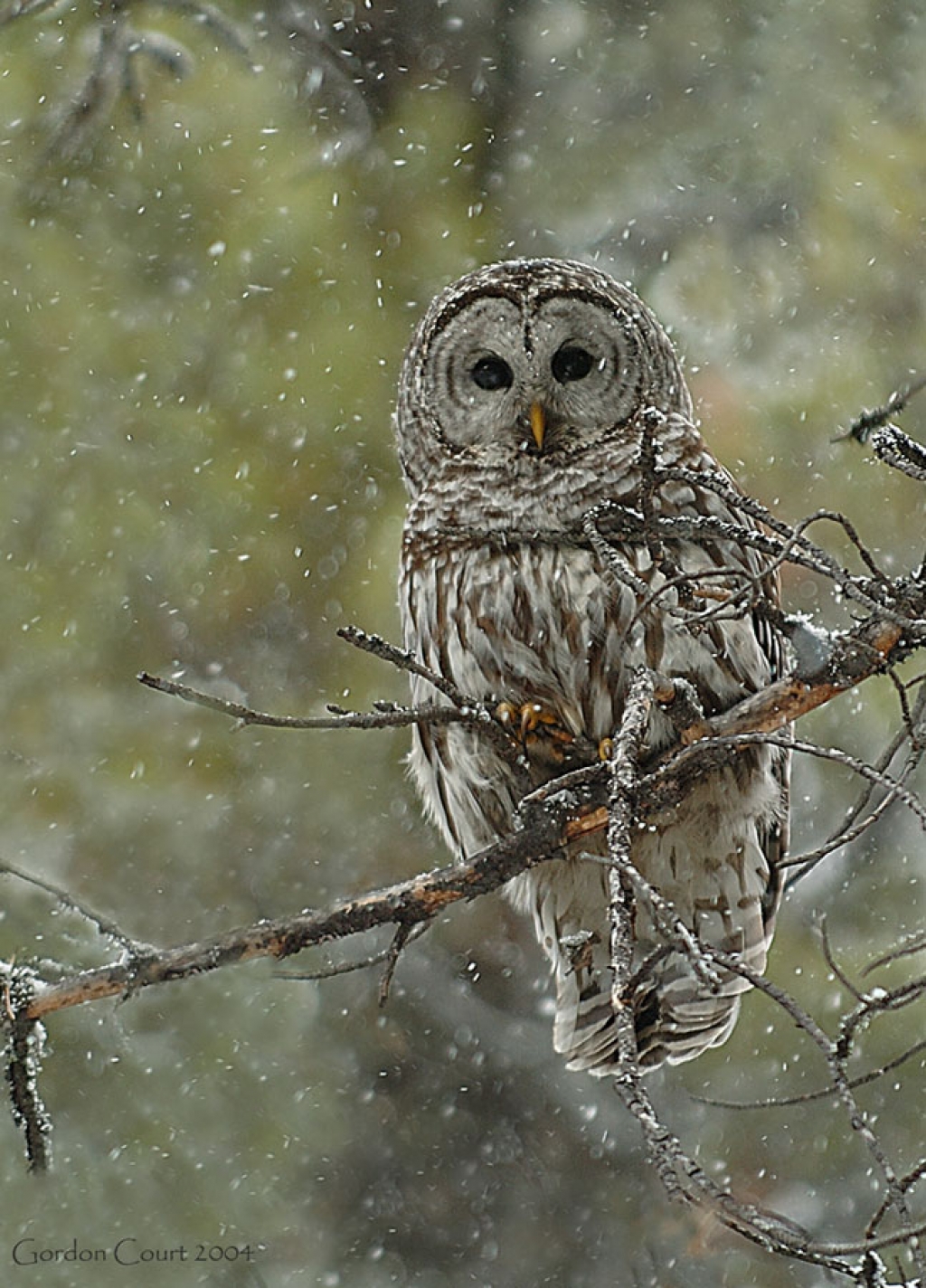 The barred owl will be a special guest this Sunday at the Strathcona Wilderness Centre, as part of the world Snow Day celebration.
