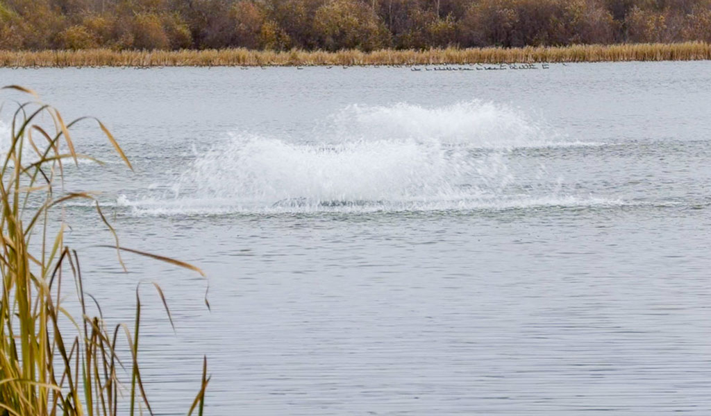 In order to ensure the survival of the fish put into Hasse Lake this past spring and fall an aeration system has been set-up to provide year round fishing opportunities.
