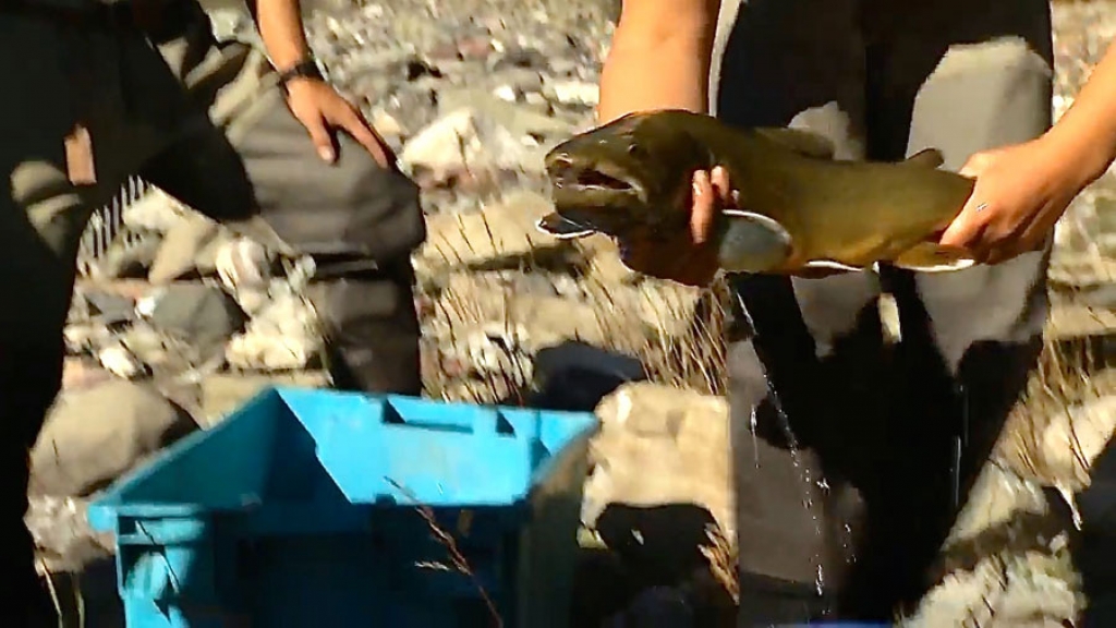 Alberta’s Provincial Fish – still fighting for recognition