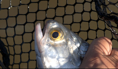 Goldeye are just one of a number of fish species to be found in the Lesser Slave river