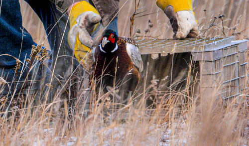 Pheasant being released by an ACA biologist into a grassland area of Southern Alberta