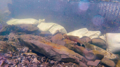 Ensuring a genetic pure strain of Westslope Cutthroat Trout is critical say biologists.