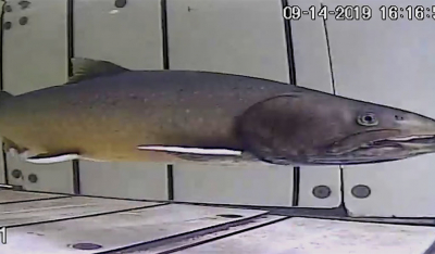 Bull trout caught on camera by the fish fence