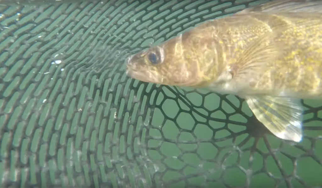 Are Big Walleye at Risk?