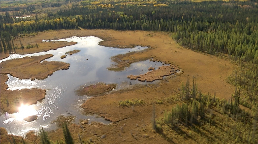 Alberta Wetlands - back from the brink