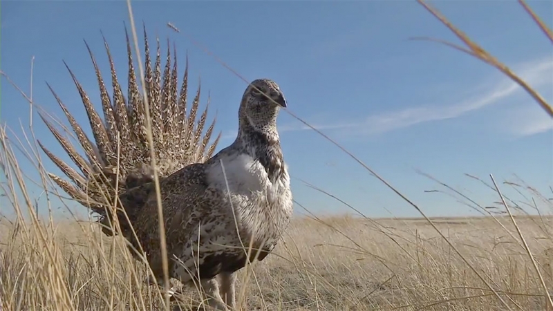 Sage Grouse released in Southern Alberta