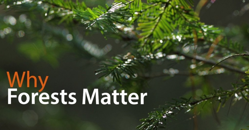 Why Forests Matter - a podcast interview with Brian Keating (audio)