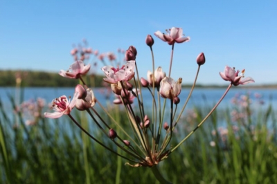 Don&#039;t let this pretty plant fool you… it&#039;s an invasive species